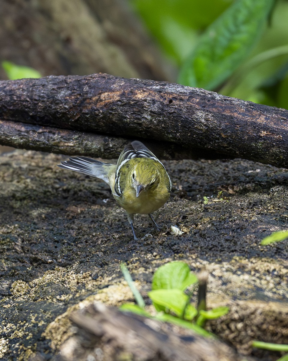 Bay-breasted Warbler - ML644240101