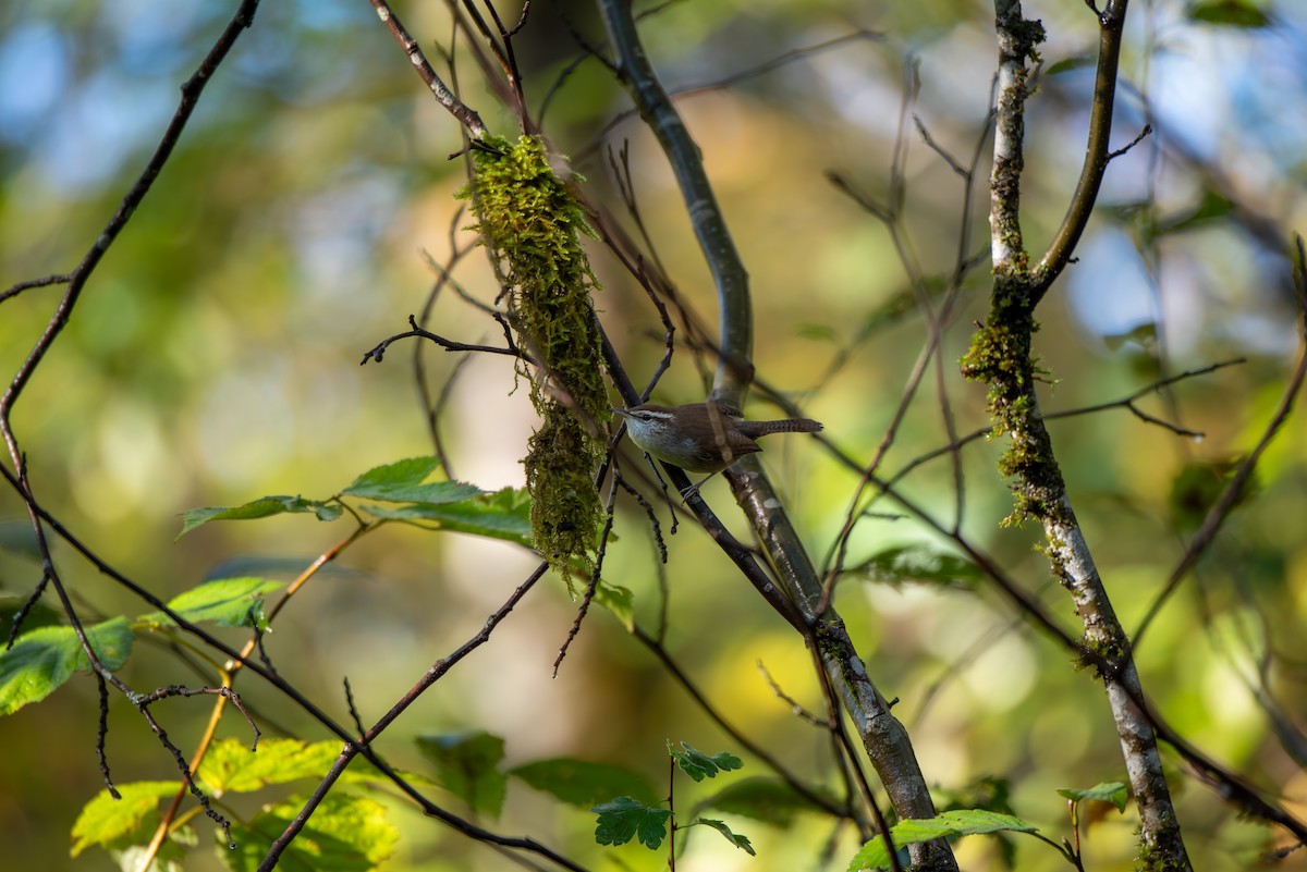 Підбуреник - ML644240136