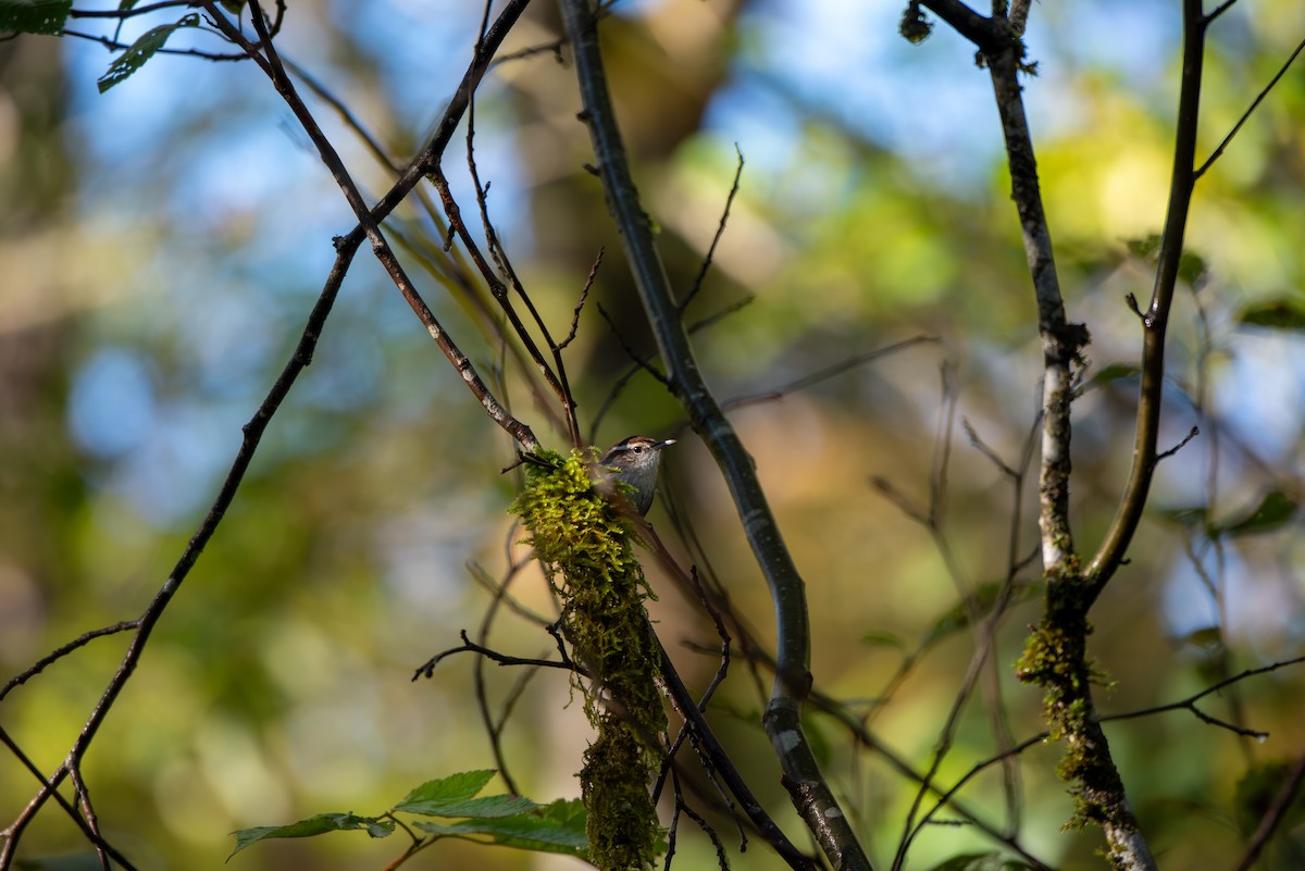 Підбуреник - ML644240137