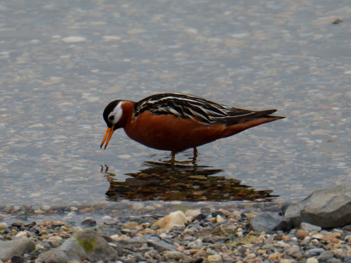 Phalarope à bec large - ML644240141