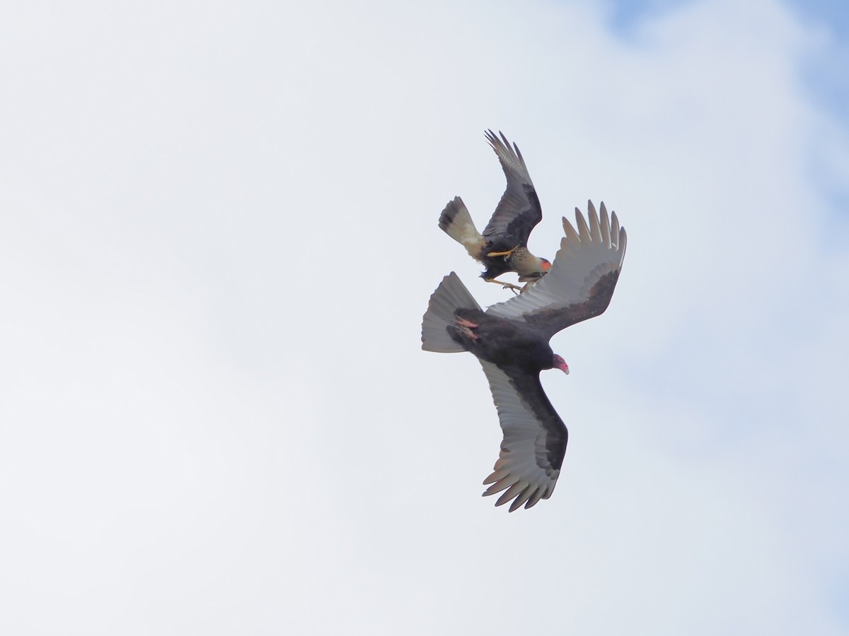 Turkey Vulture - ML644240159