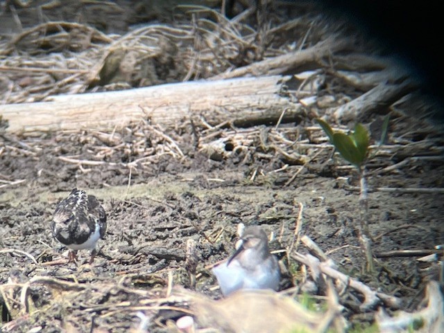 Dunlin - ML644240171