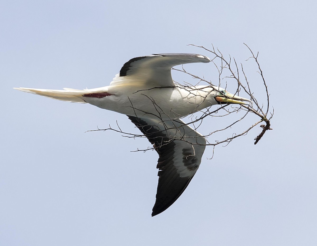 Rotfußtölpel - ML644240172