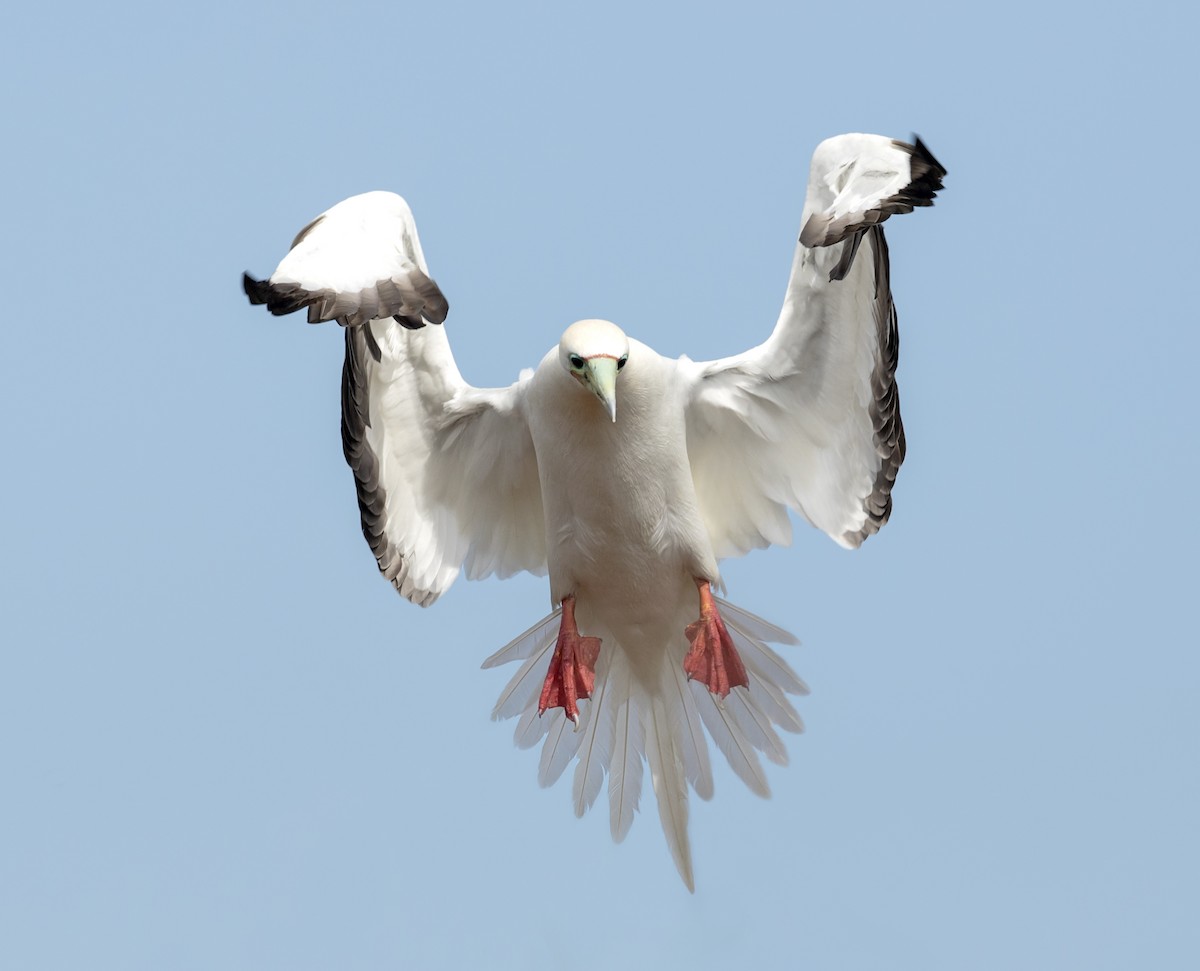 Rotfußtölpel - ML644240173