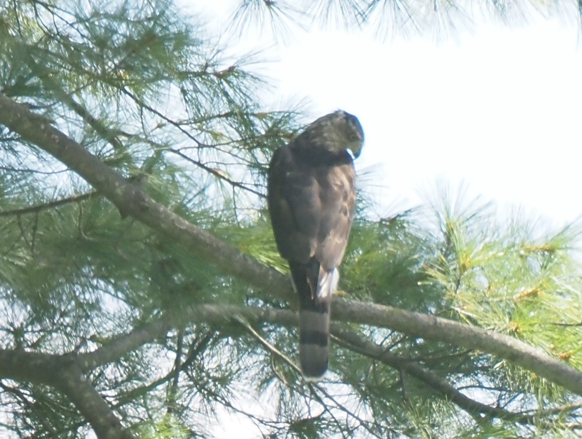 jestřáb americký - ML644240176