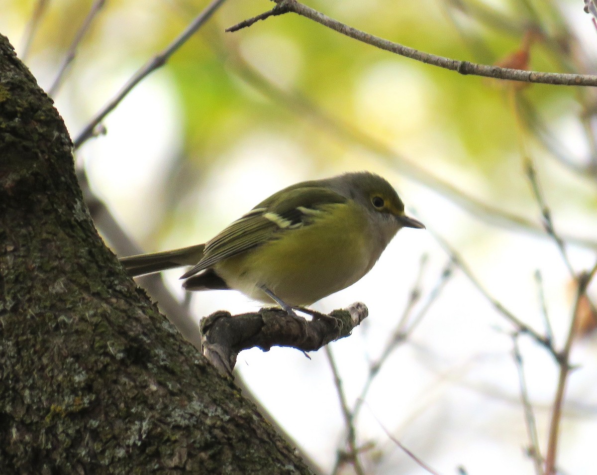 White-eyed Vireo - ML644240194