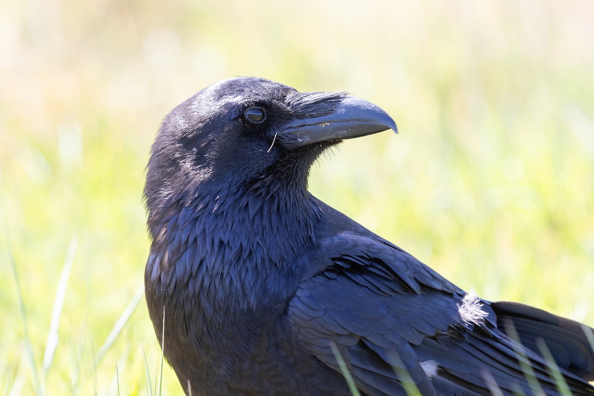 Grand Corbeau - ML644240200