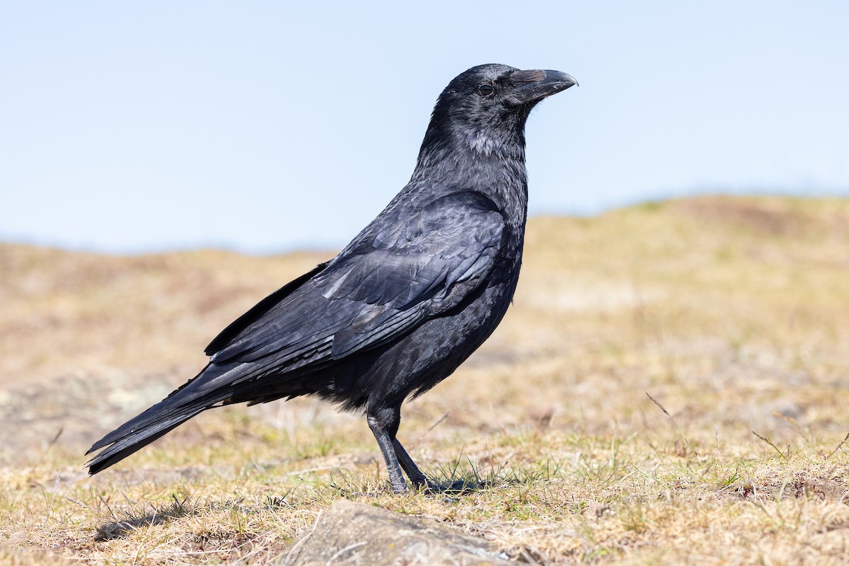 Grand Corbeau - ML644240201