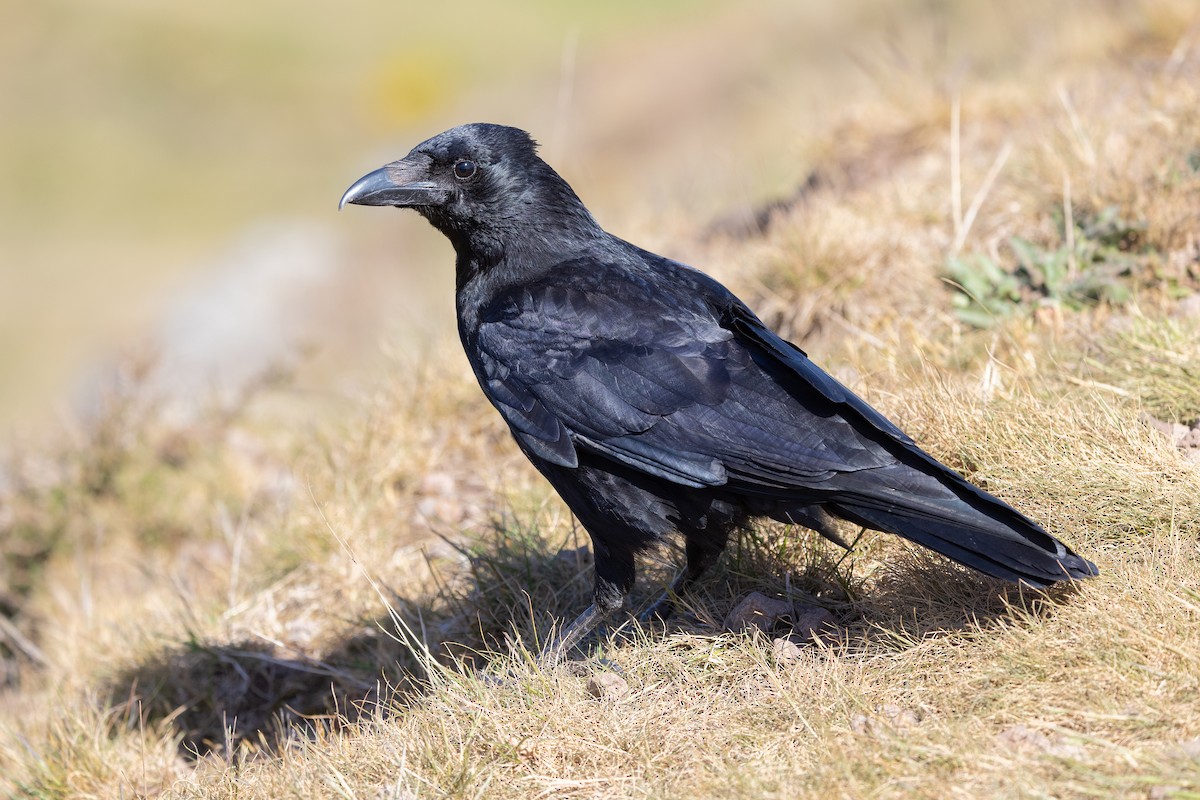 Grand Corbeau - ML644240204