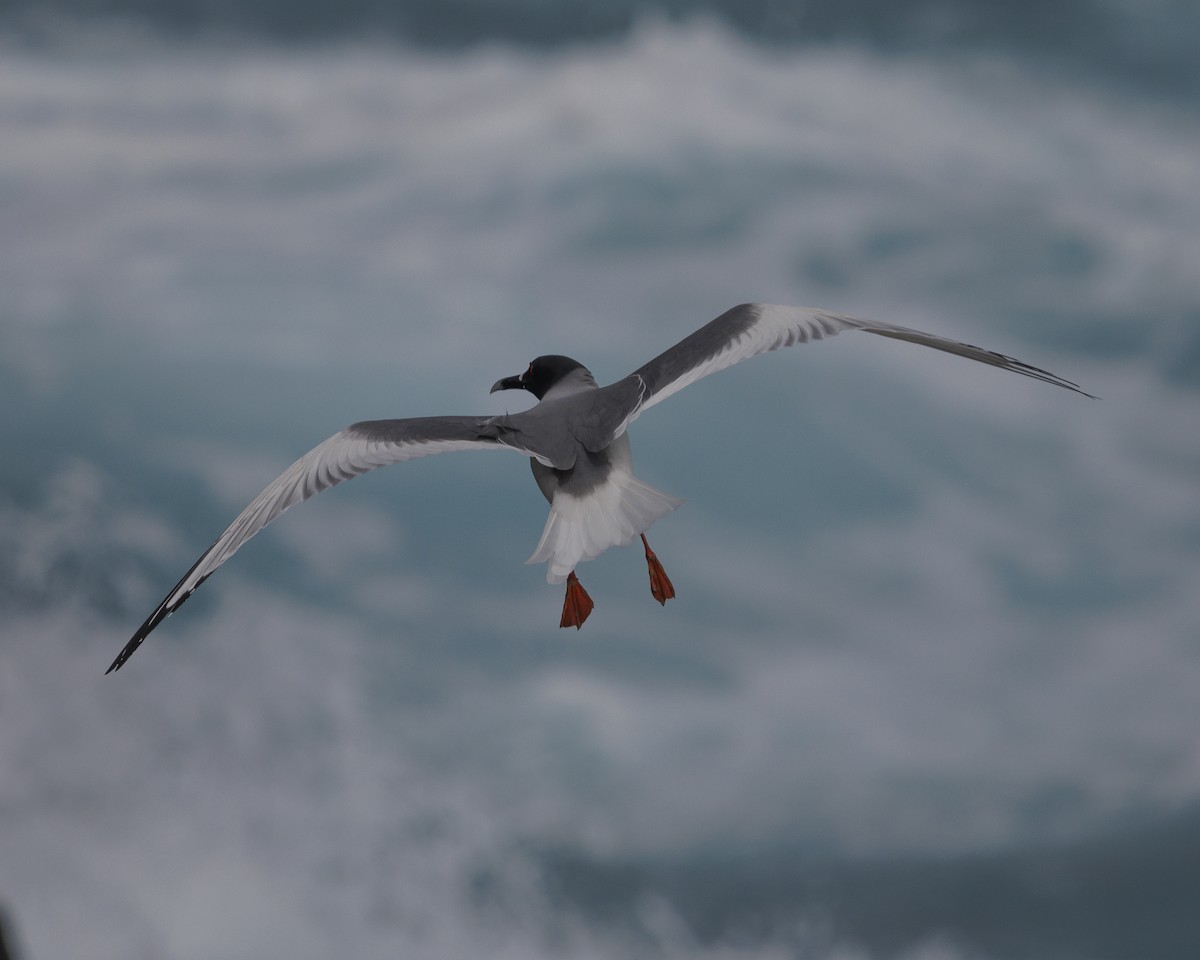 Swallow-tailed Gull - ML644240233