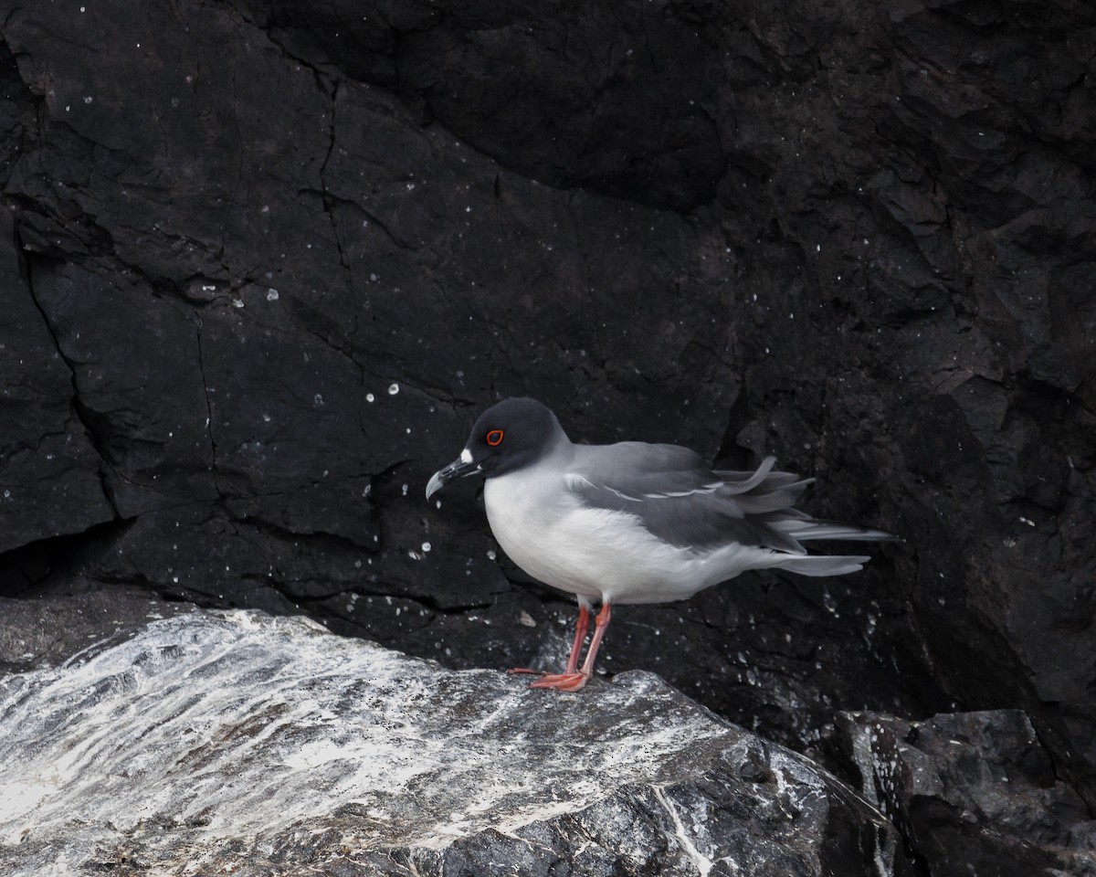 Swallow-tailed Gull - ML644240236