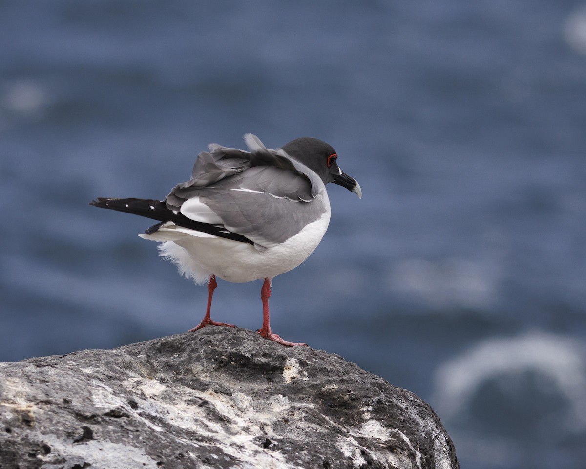 Swallow-tailed Gull - ML644240237