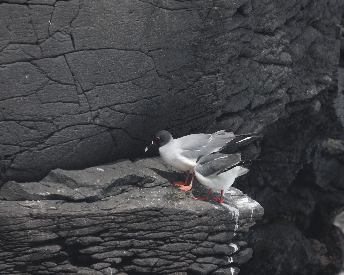 Swallow-tailed Gull - ML644240238