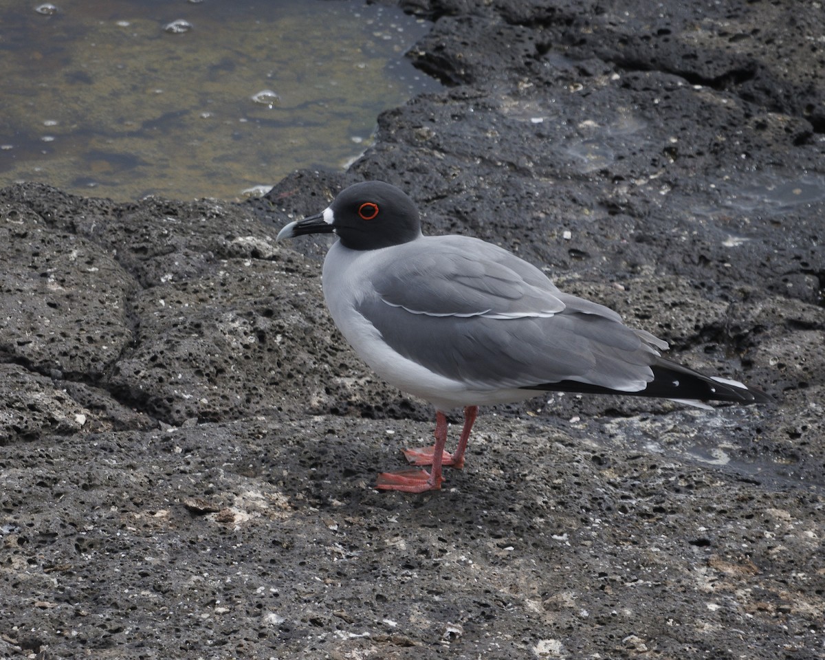 Swallow-tailed Gull - ML644240239