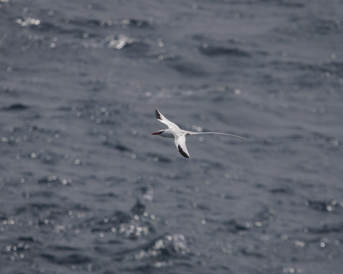 Kırmızı Gagalı Tropikkuşu - ML644240283