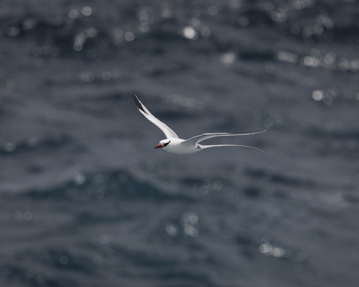 Kırmızı Gagalı Tropikkuşu - ML644240284