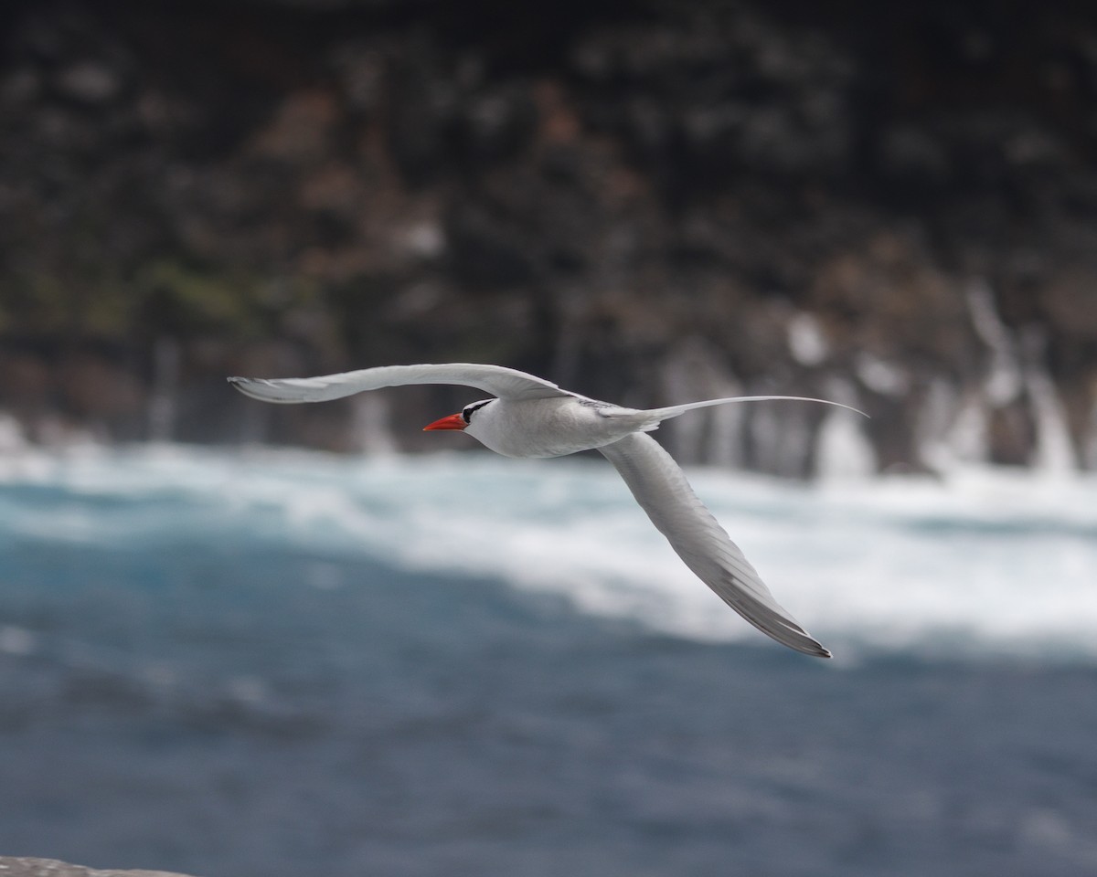 Kırmızı Gagalı Tropikkuşu - ML644240285