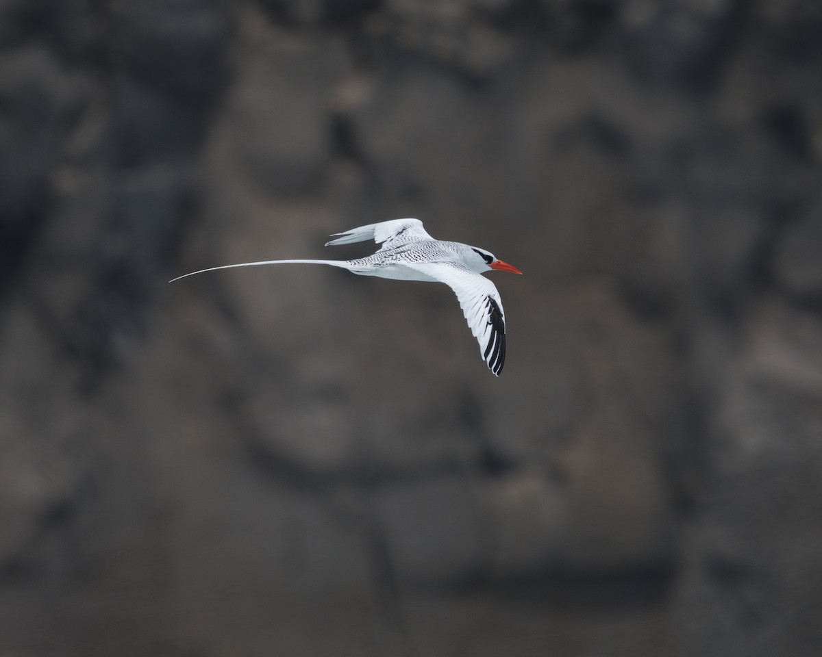 Kırmızı Gagalı Tropikkuşu - ML644240286