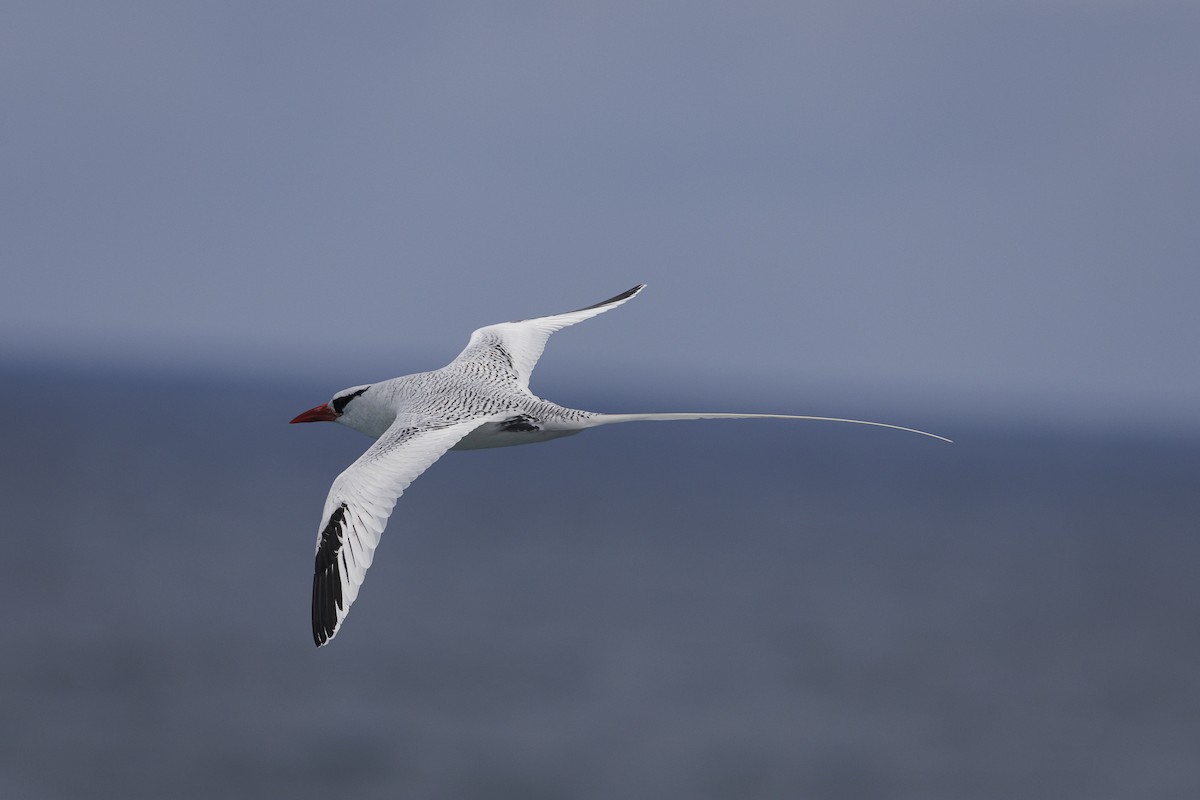 Kırmızı Gagalı Tropikkuşu - ML644240289