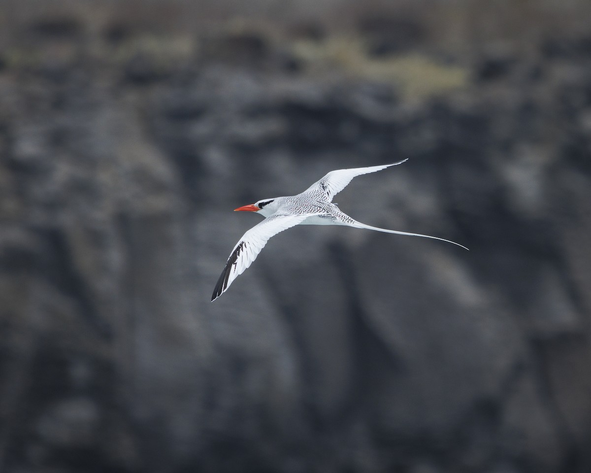 Kırmızı Gagalı Tropikkuşu - ML644240290