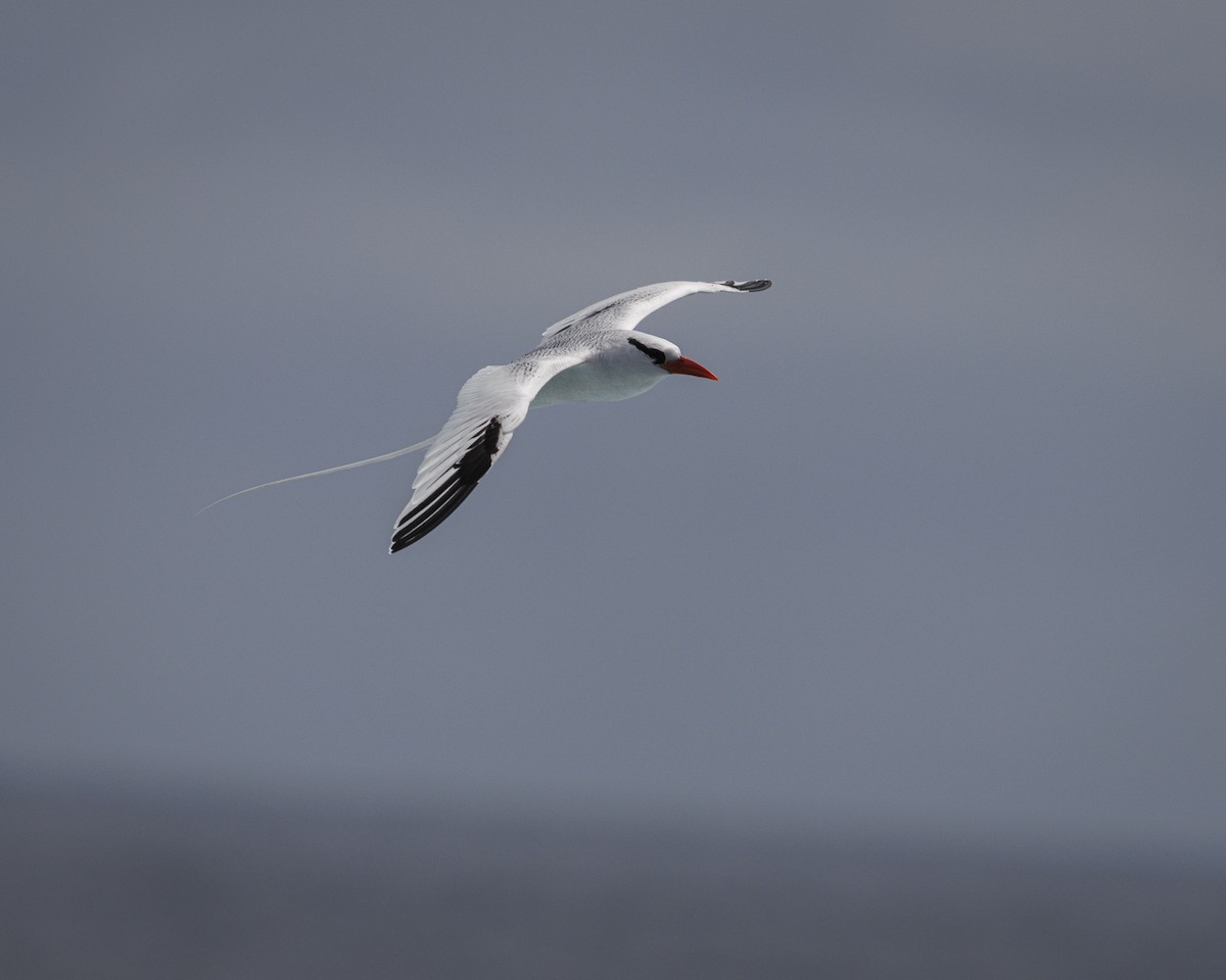 Kırmızı Gagalı Tropikkuşu - ML644240291