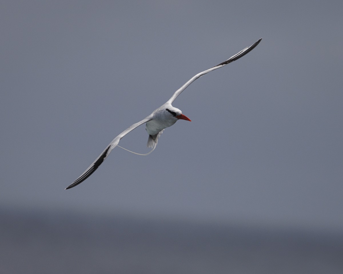 Kırmızı Gagalı Tropikkuşu - ML644240292