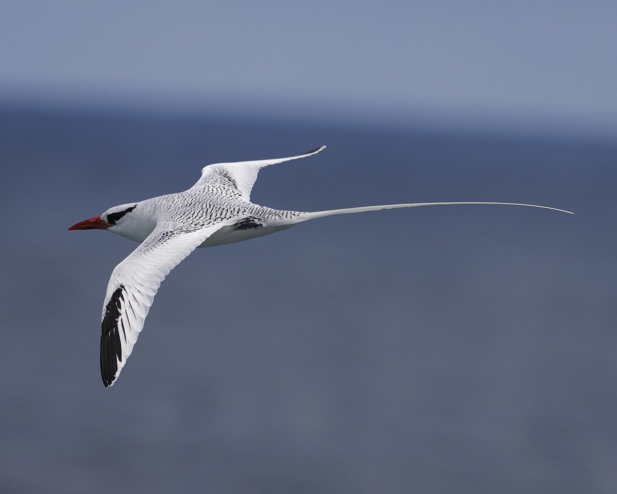 Kırmızı Gagalı Tropikkuşu - ML644240293