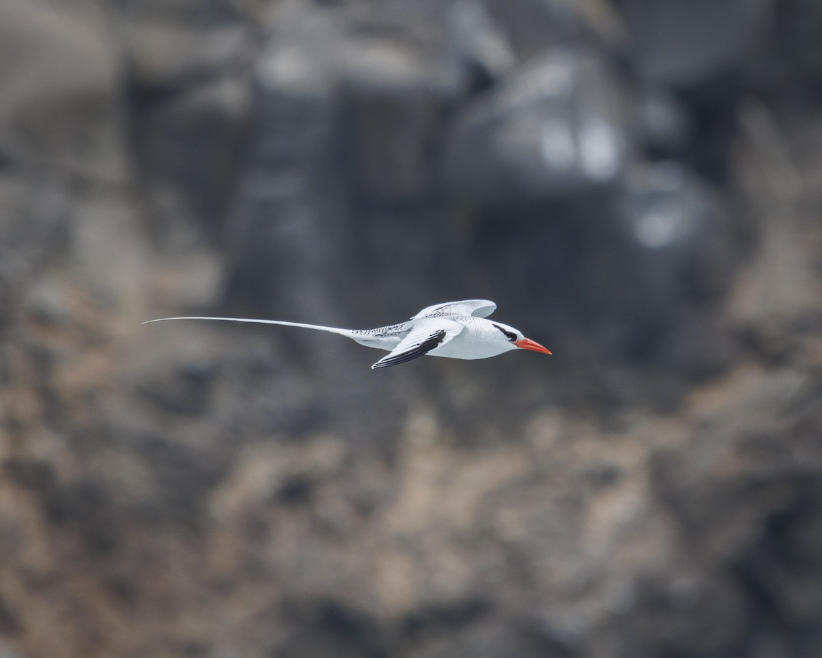 Kırmızı Gagalı Tropikkuşu - ML644240294