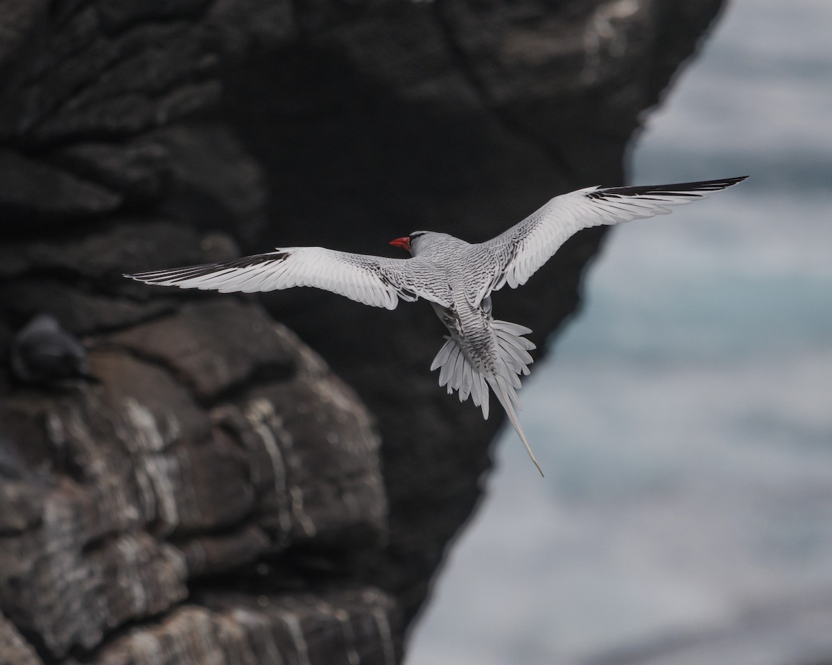 Kırmızı Gagalı Tropikkuşu - ML644240295