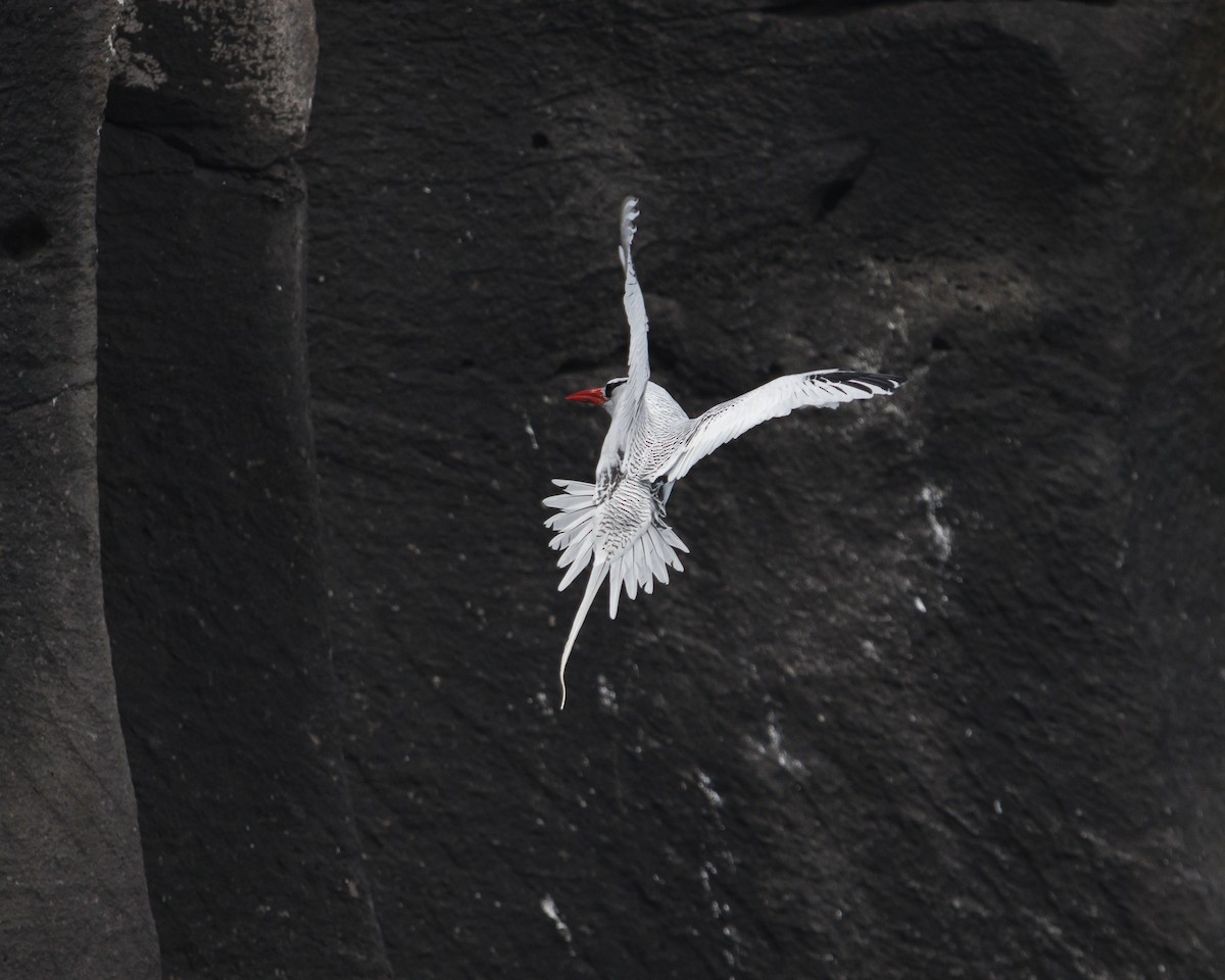 Kırmızı Gagalı Tropikkuşu - ML644240296