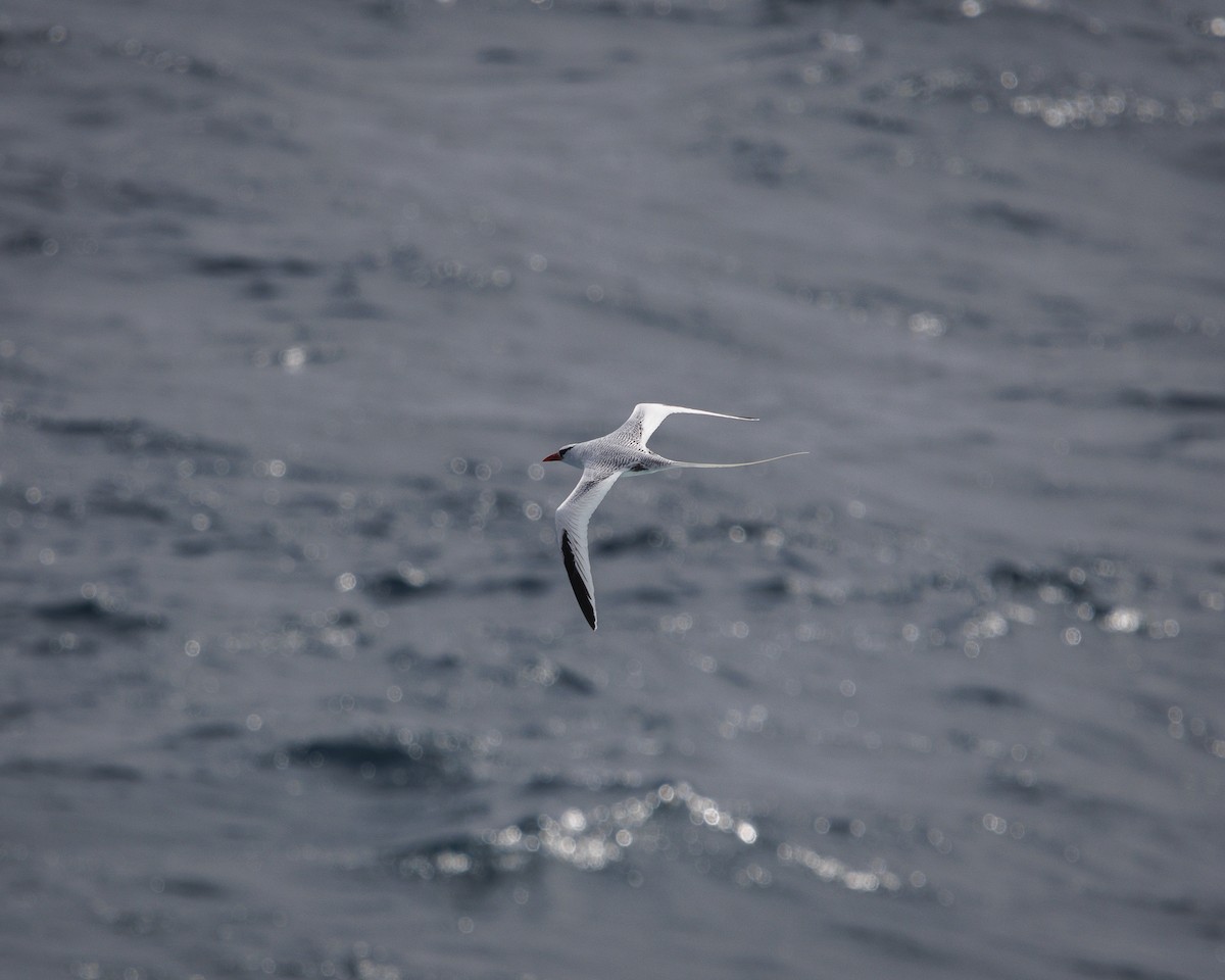 Kırmızı Gagalı Tropikkuşu - ML644240297