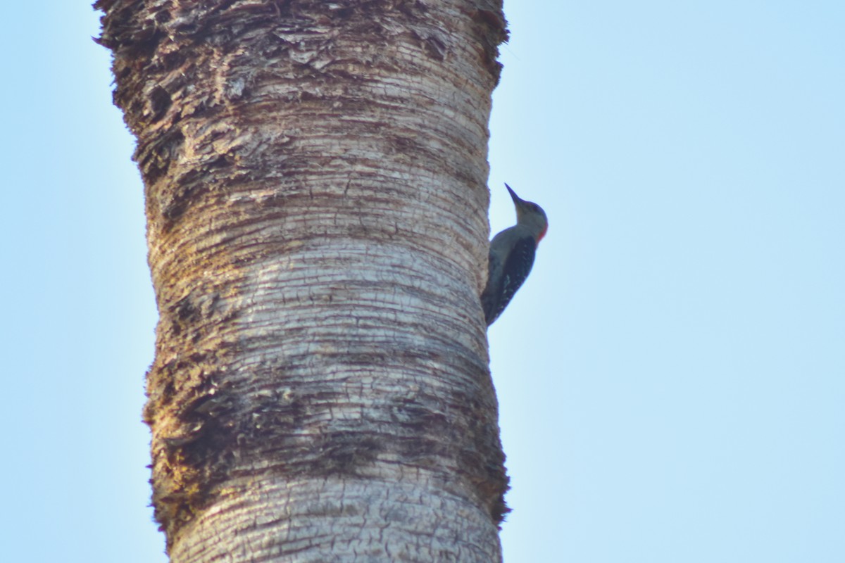 Carpintero de Carolina - ML644240300