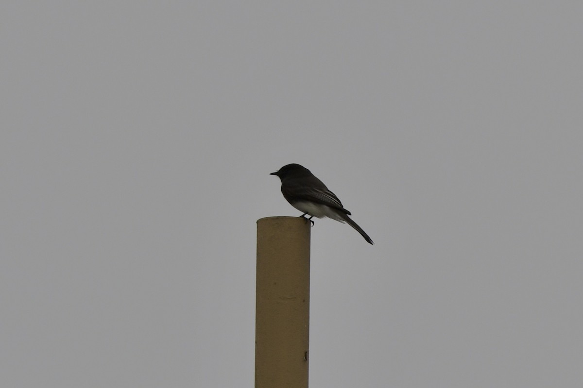 Black Phoebe - ML644240315