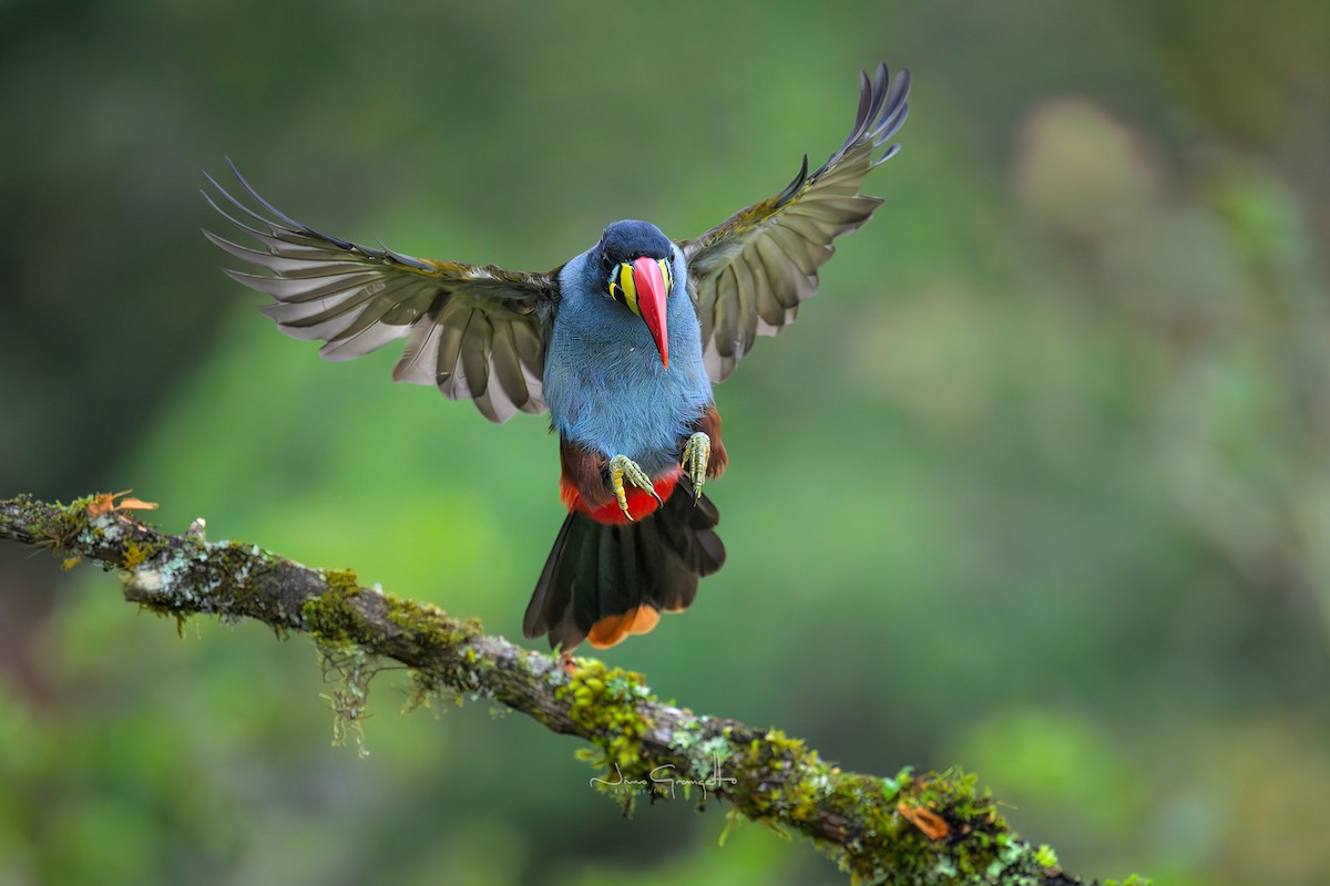 Gray-breasted Mountain-Toucan - ML644240321