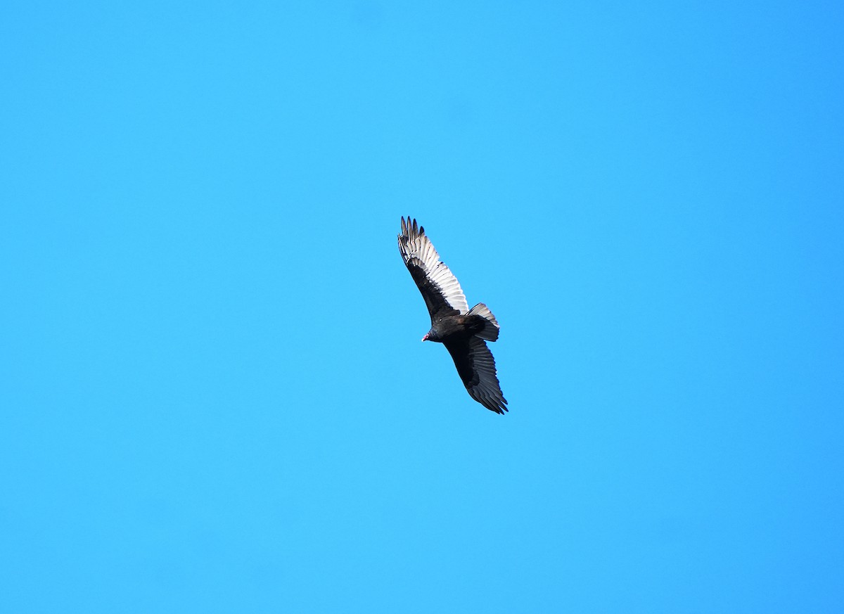Turkey Vulture - ML644240324