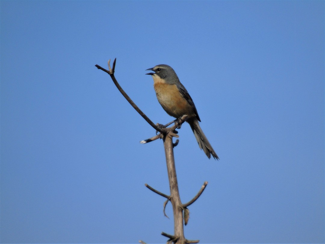 rørspurv - ML644240342