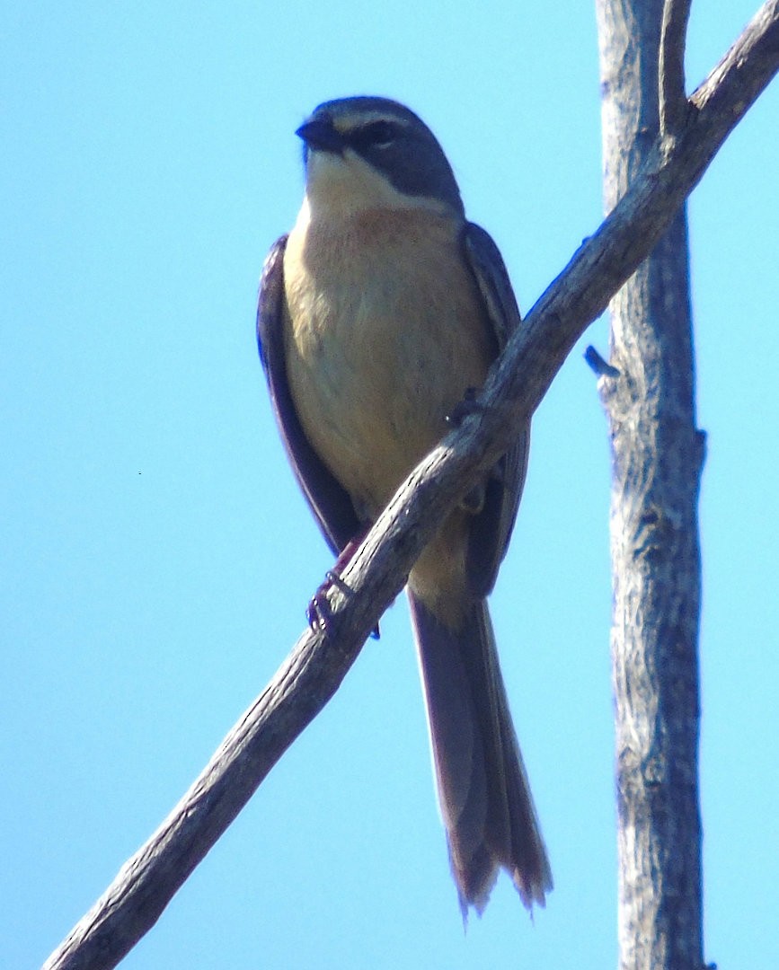 rørspurv - ML644240400