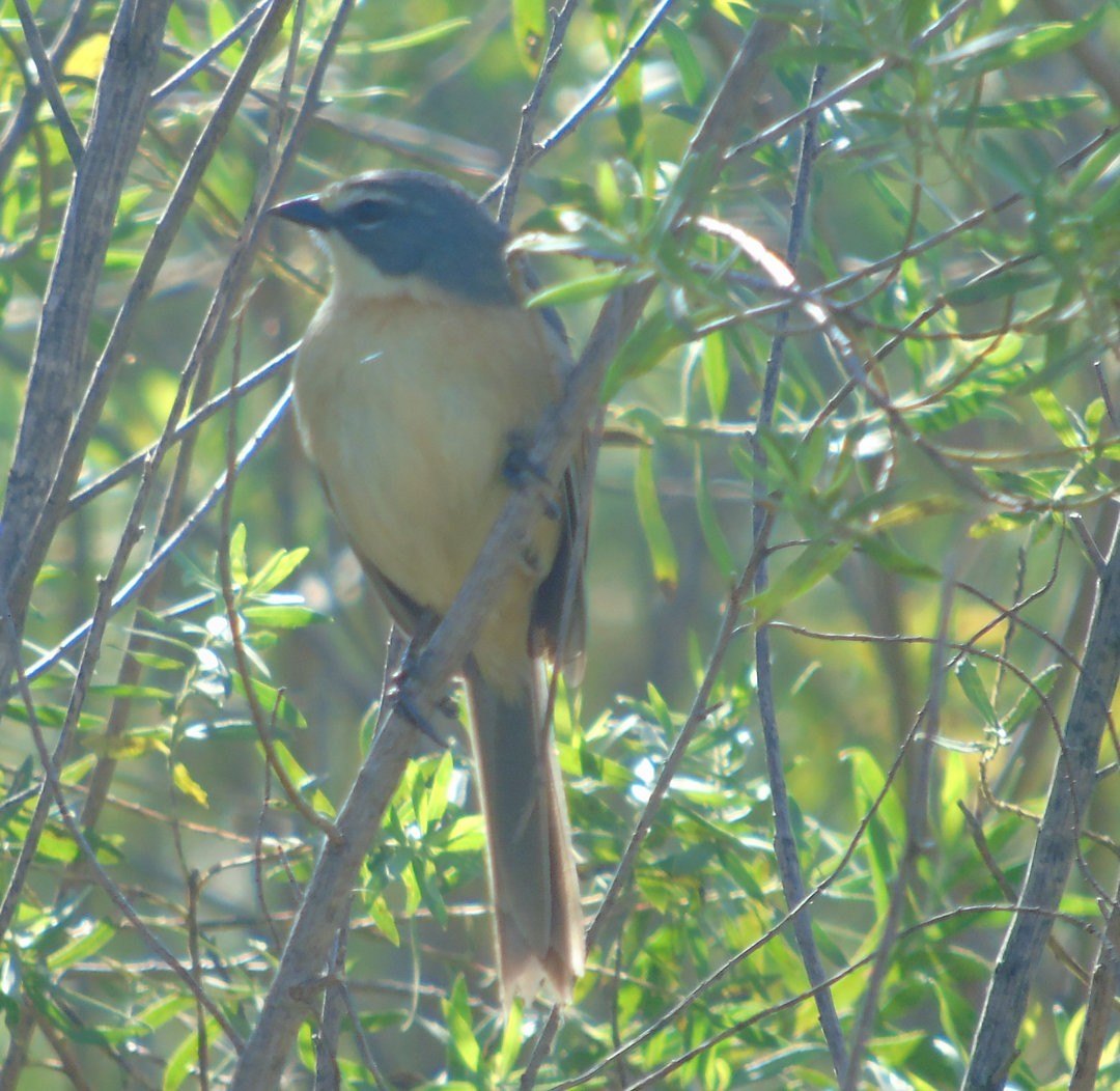 rørspurv - ML644240401