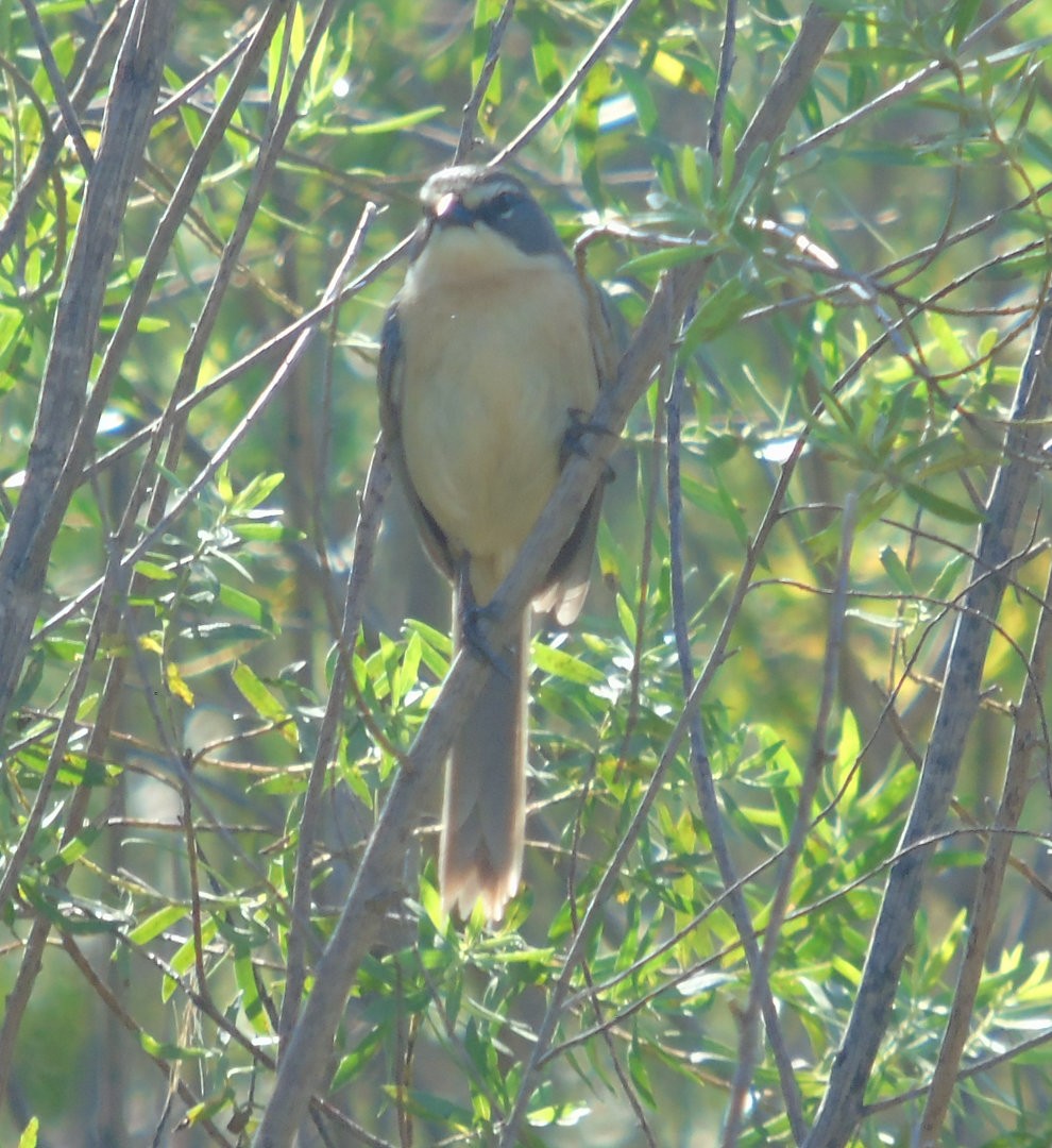 rørspurv - ML644240402