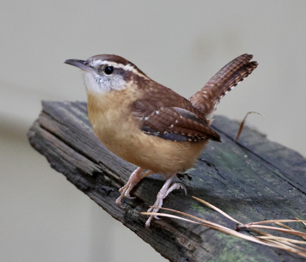 Carolina Wren - ML644240403