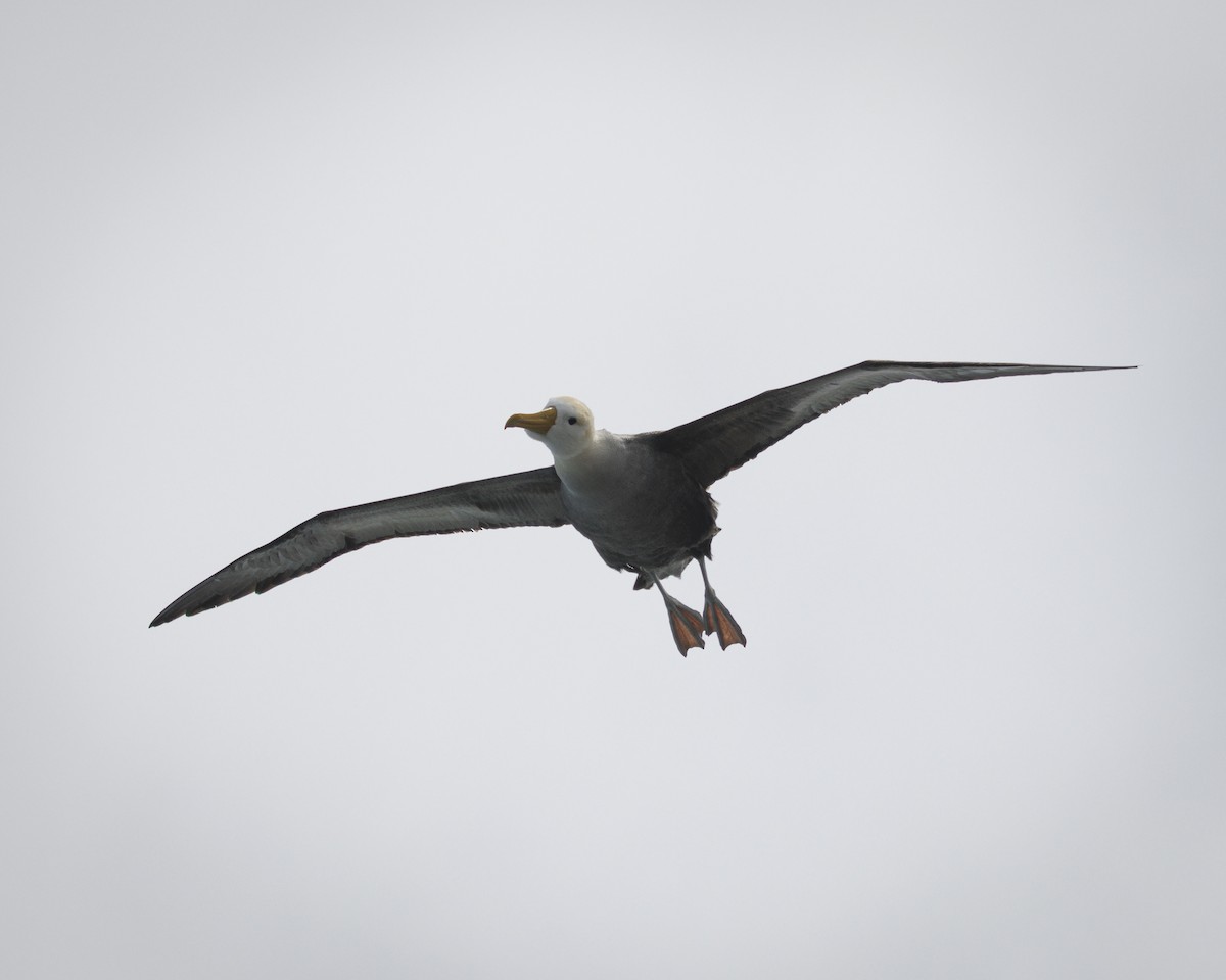 Waved Albatross - ML644240421