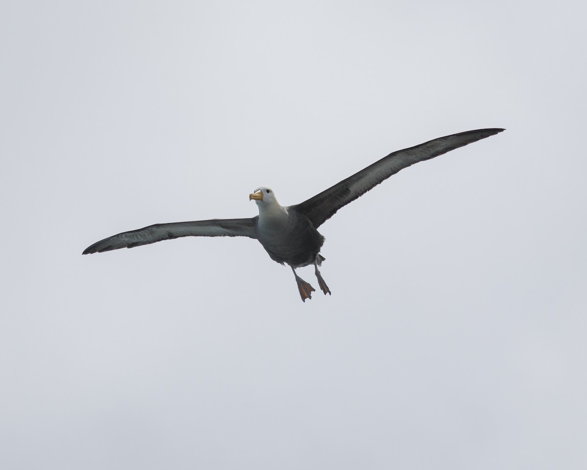 Waved Albatross - ML644240422