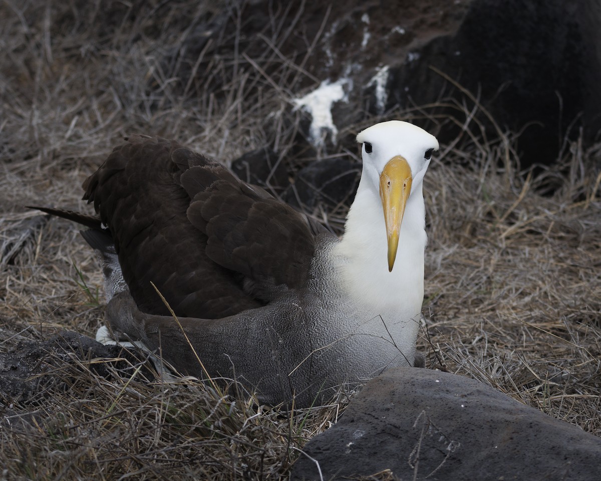 Waved Albatross - ML644240423