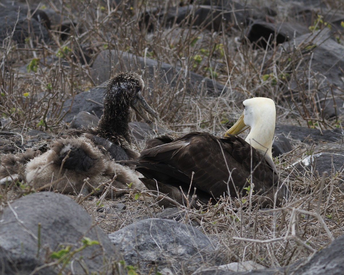 Waved Albatross - ML644240424