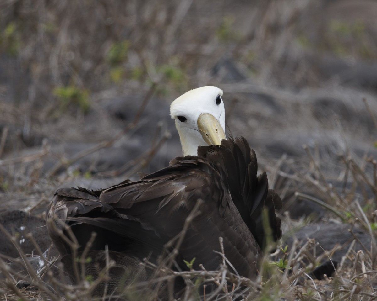 Waved Albatross - ML644240425
