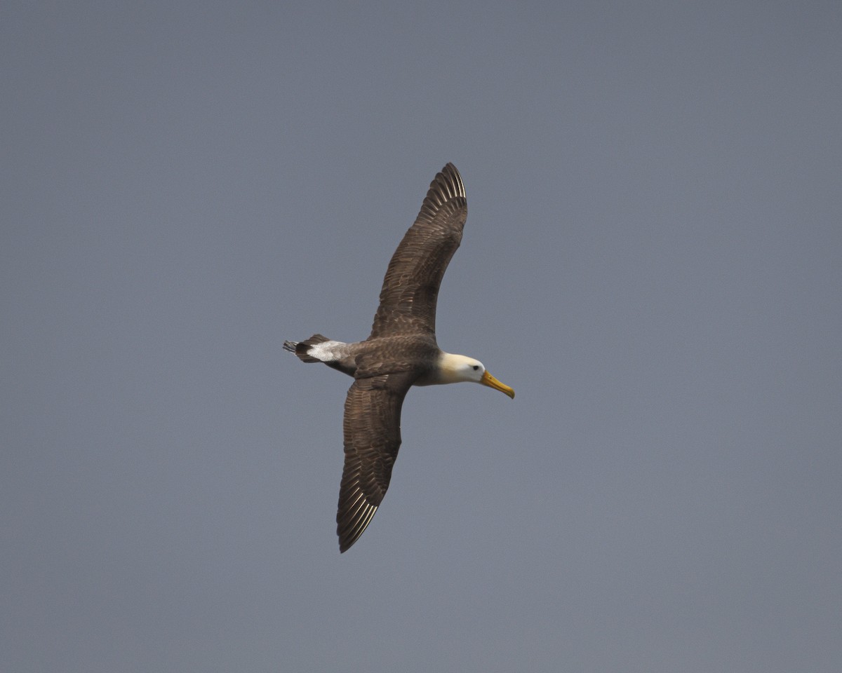 Waved Albatross - ML644240426