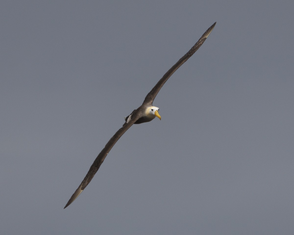 Waved Albatross - ML644240427