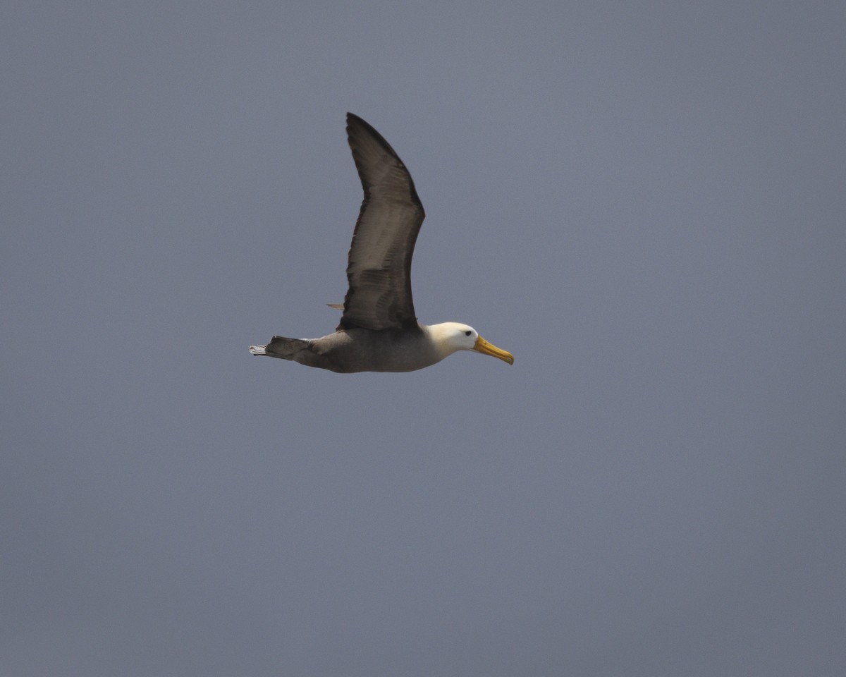 Waved Albatross - ML644240428
