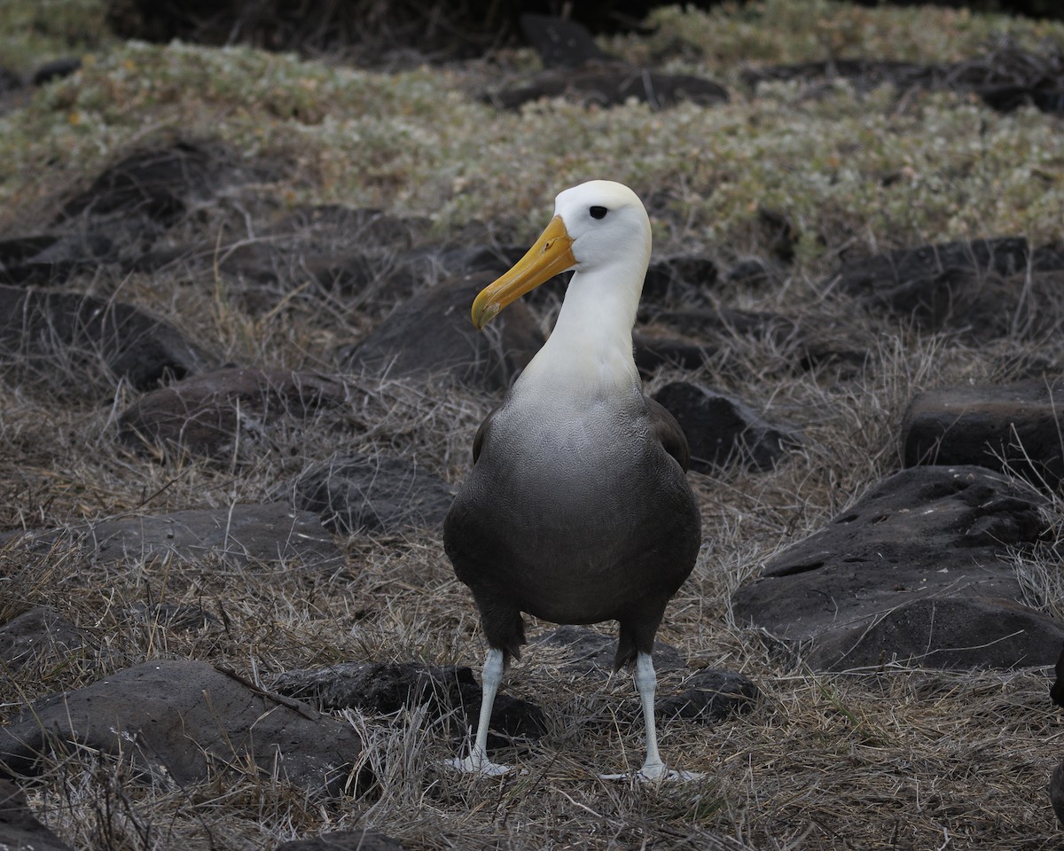 Waved Albatross - ML644240429