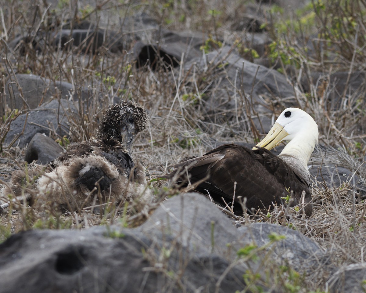 Waved Albatross - ML644240430